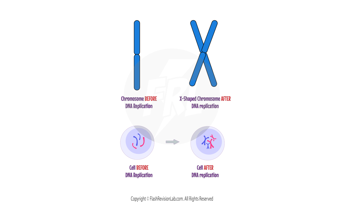 X shaped chromsome